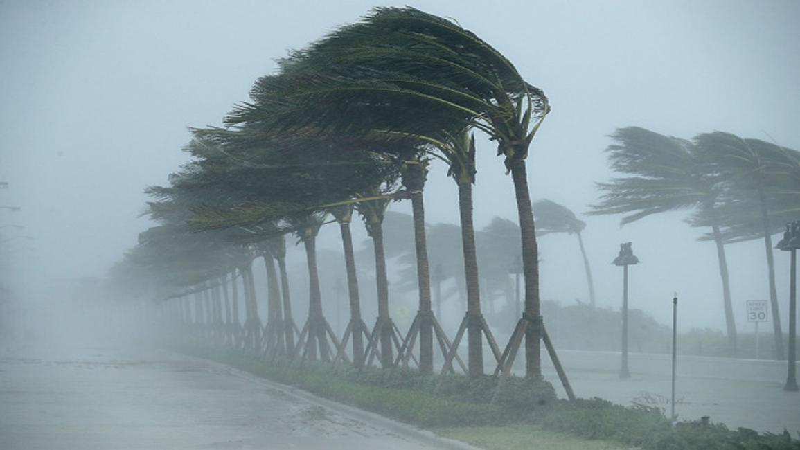 الأشجار داخل الإعصار