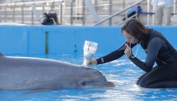 الدلافين تشكل الاختبار الشائع لدرس الذكاء الحيواني (روبير سولسونا/ Getty)