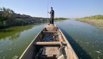 أسماك العراق (حيدر محمد علي/الأناضول)
