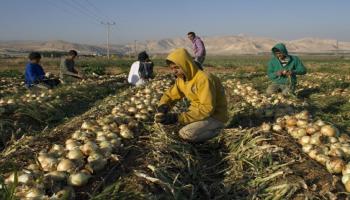 وادي الأردن - مجتمع-مزارعون- 11-11