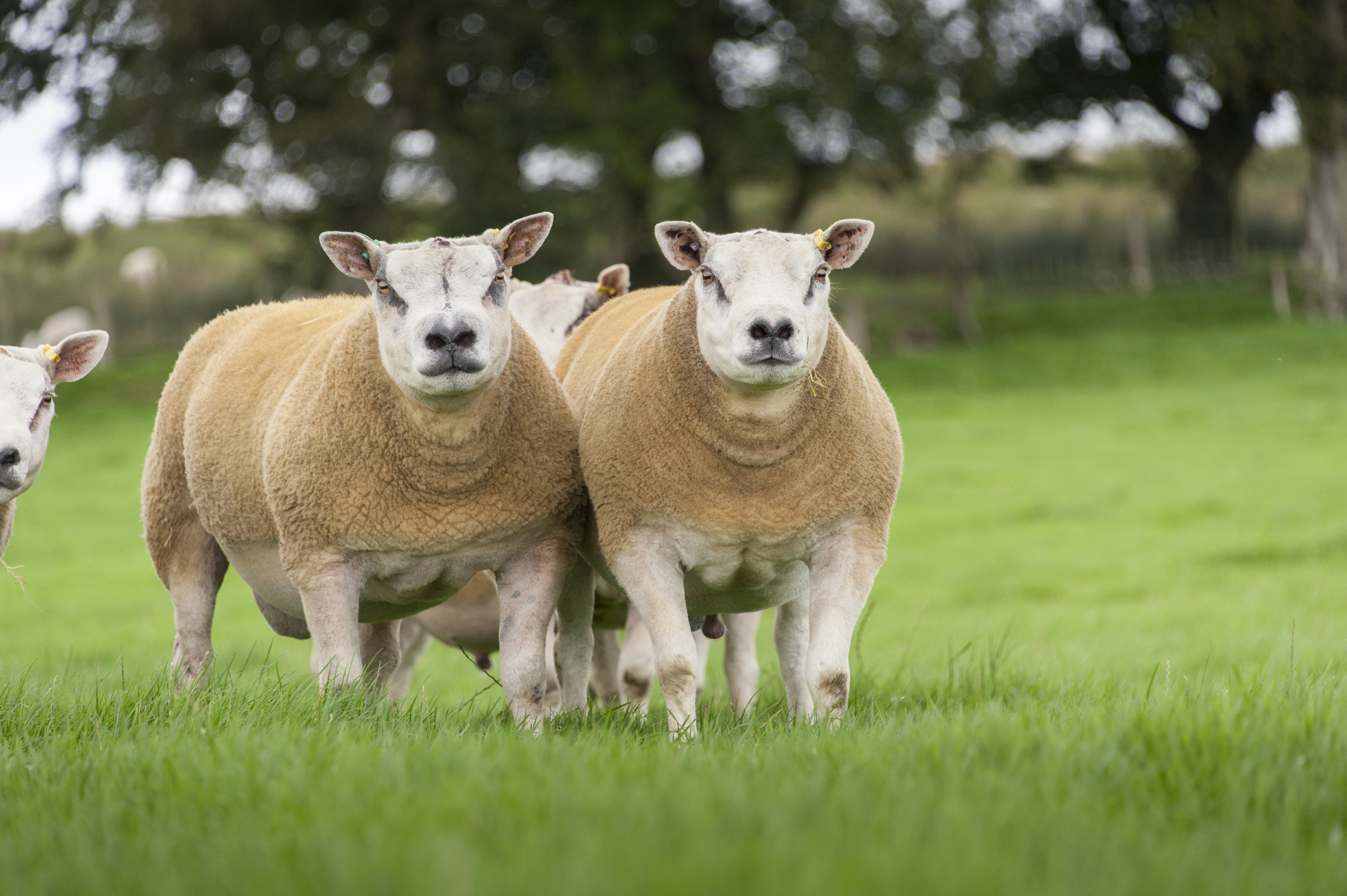 أغلى خروف في العالم يُباع في مزاد اسكتلندي