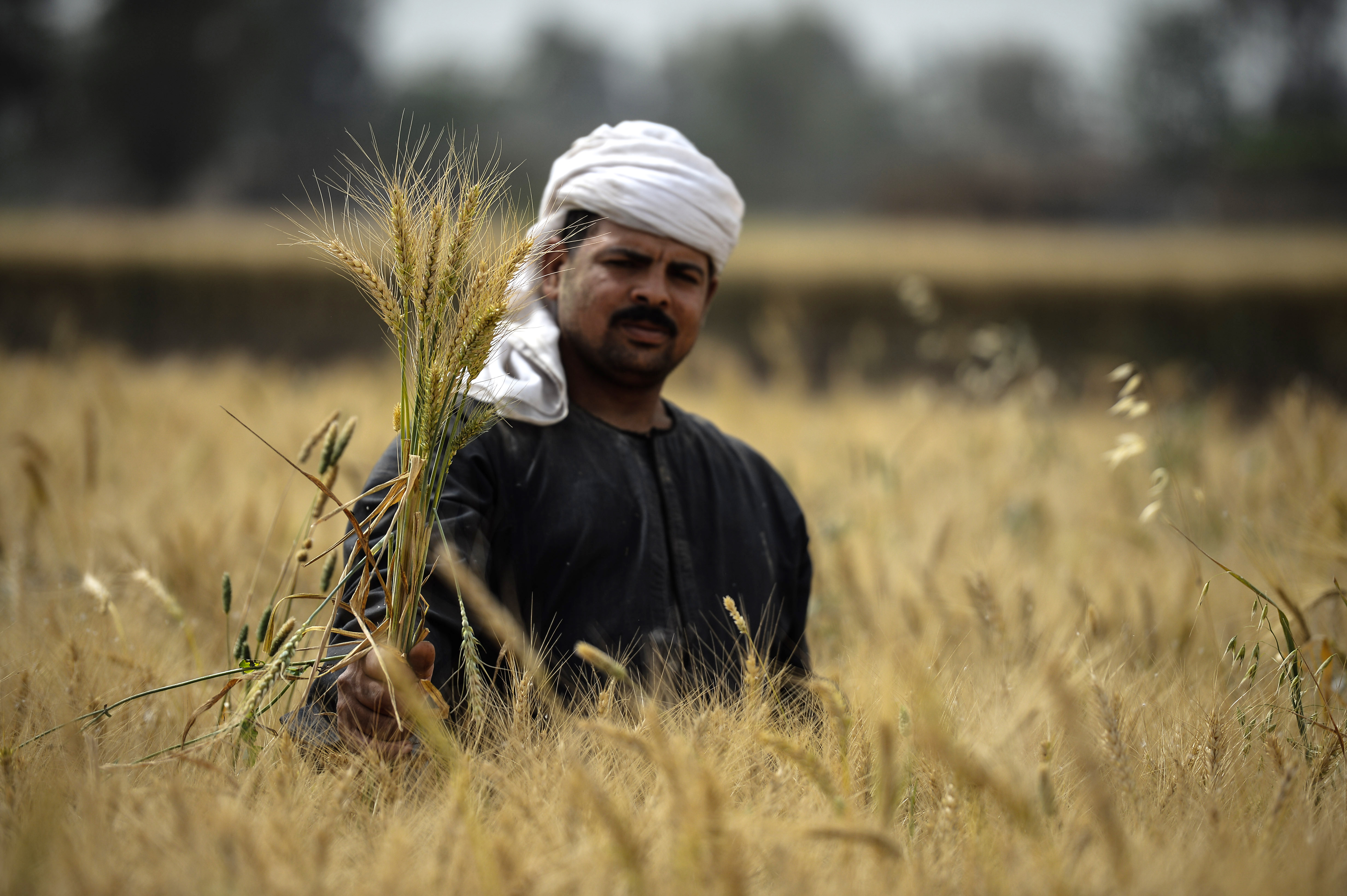 In northern india they harvest their wheat. Сельское хозяйство Египта. Арабы сельское хозяйство. Индия пшеница. Сельское хозяйство современного Египта.