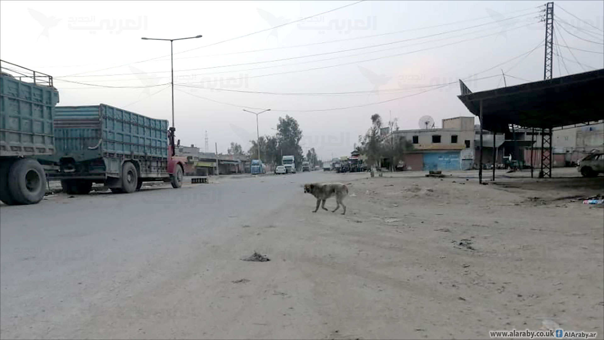 Stray dogs prevent residents from leaving their homes (Al-Araby Al-Jadeed)