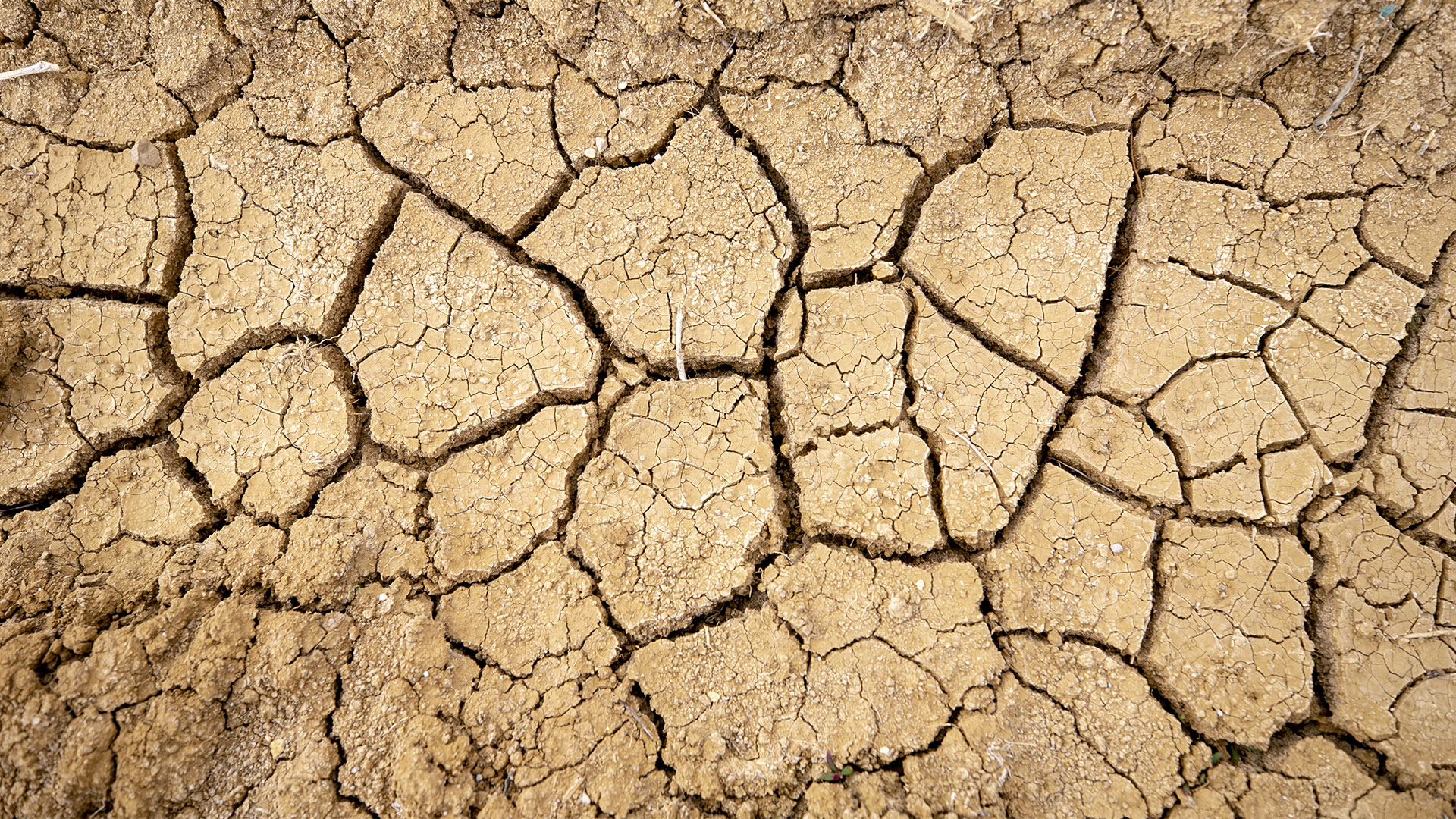 الجفاف يهدد حياة الشجر والبشر في تونس | ألبوم الصور