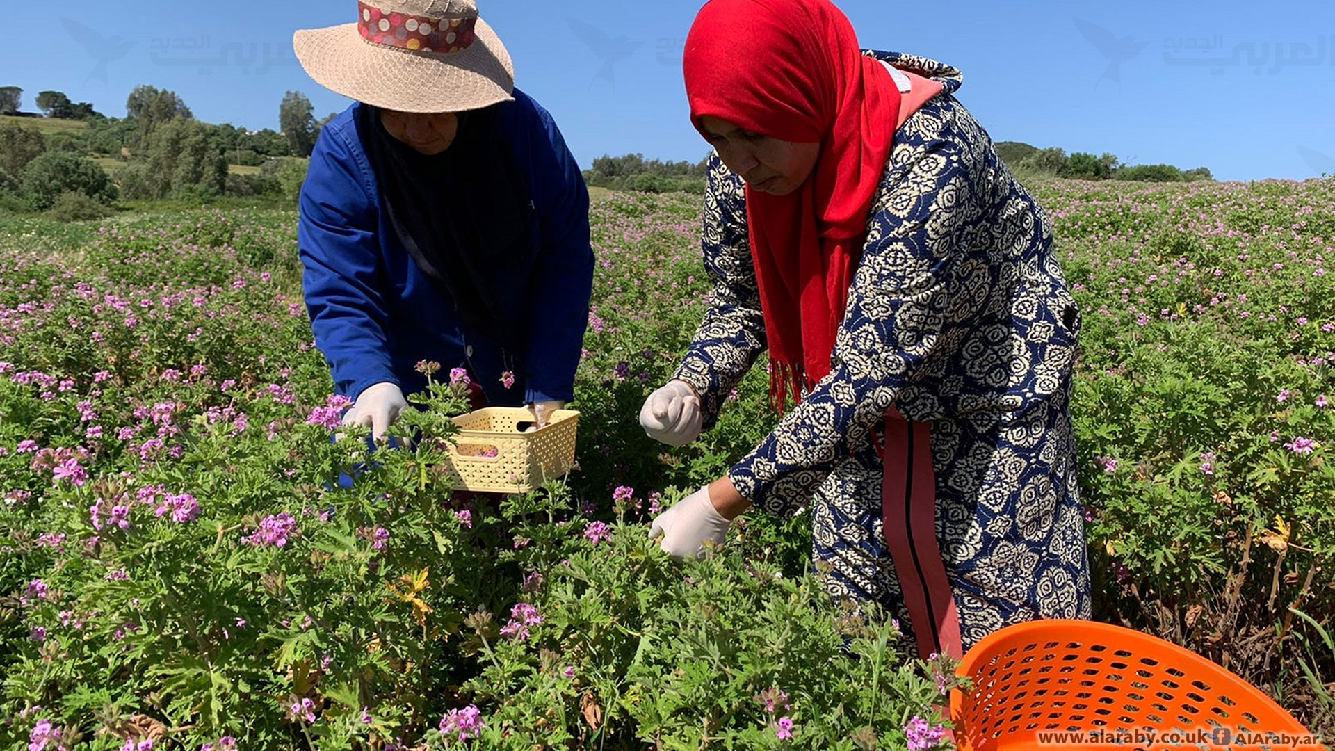 نساء تونسيات وأعمال زراعية في تونس (العربي الجديد)