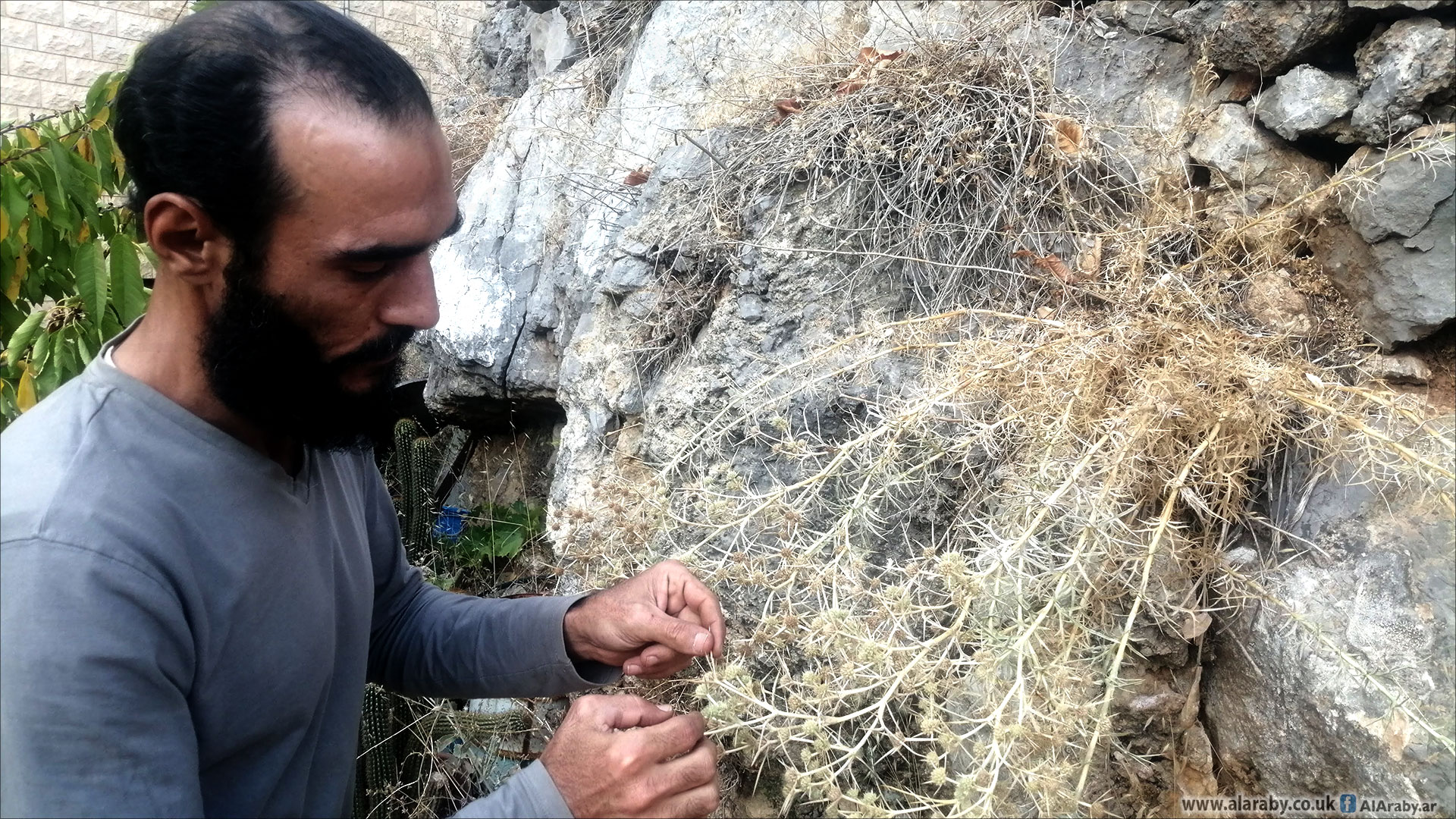زهر الشنديب ينبت بين صخور جبل الشيخ (العربي الجديد) 