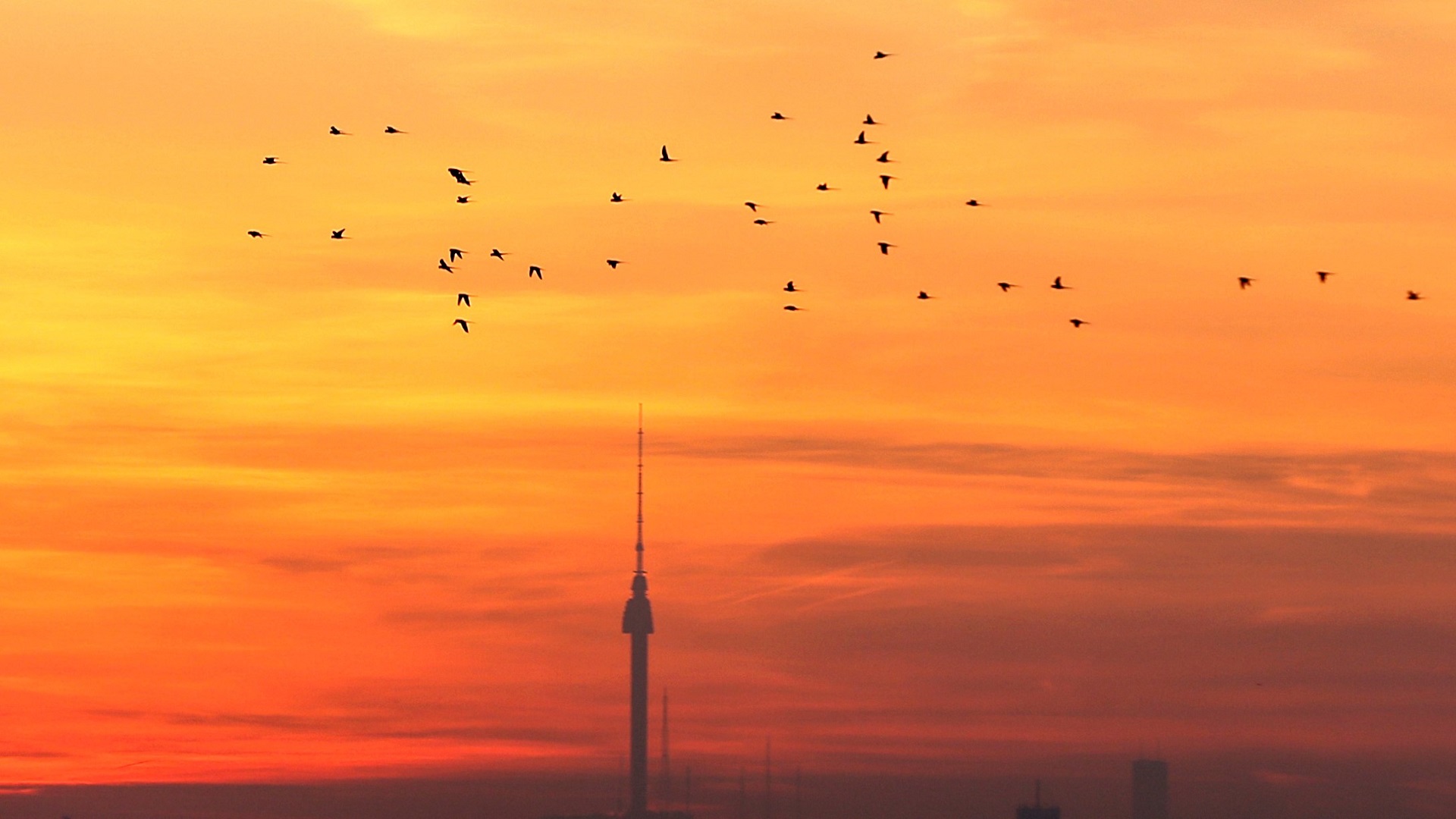 Birds башня. Bird Flying in Sunrise.