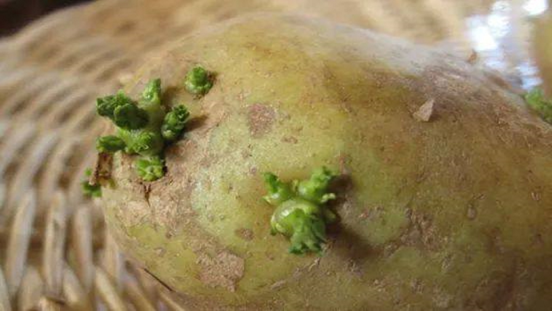 Можно ли есть картошку с ростками проросшую