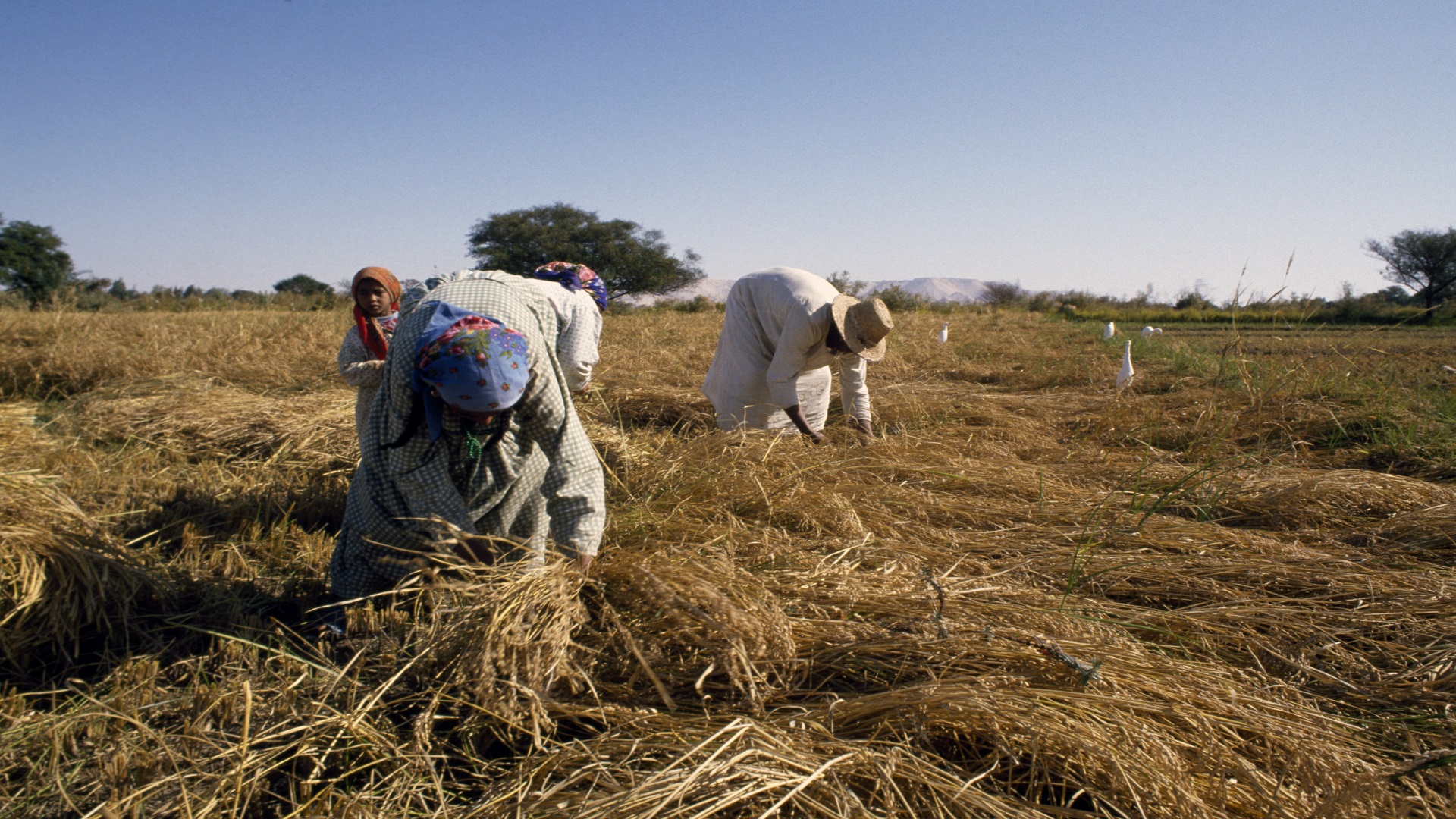 الجراد يهدد المحاصيل الزراعية في مصر