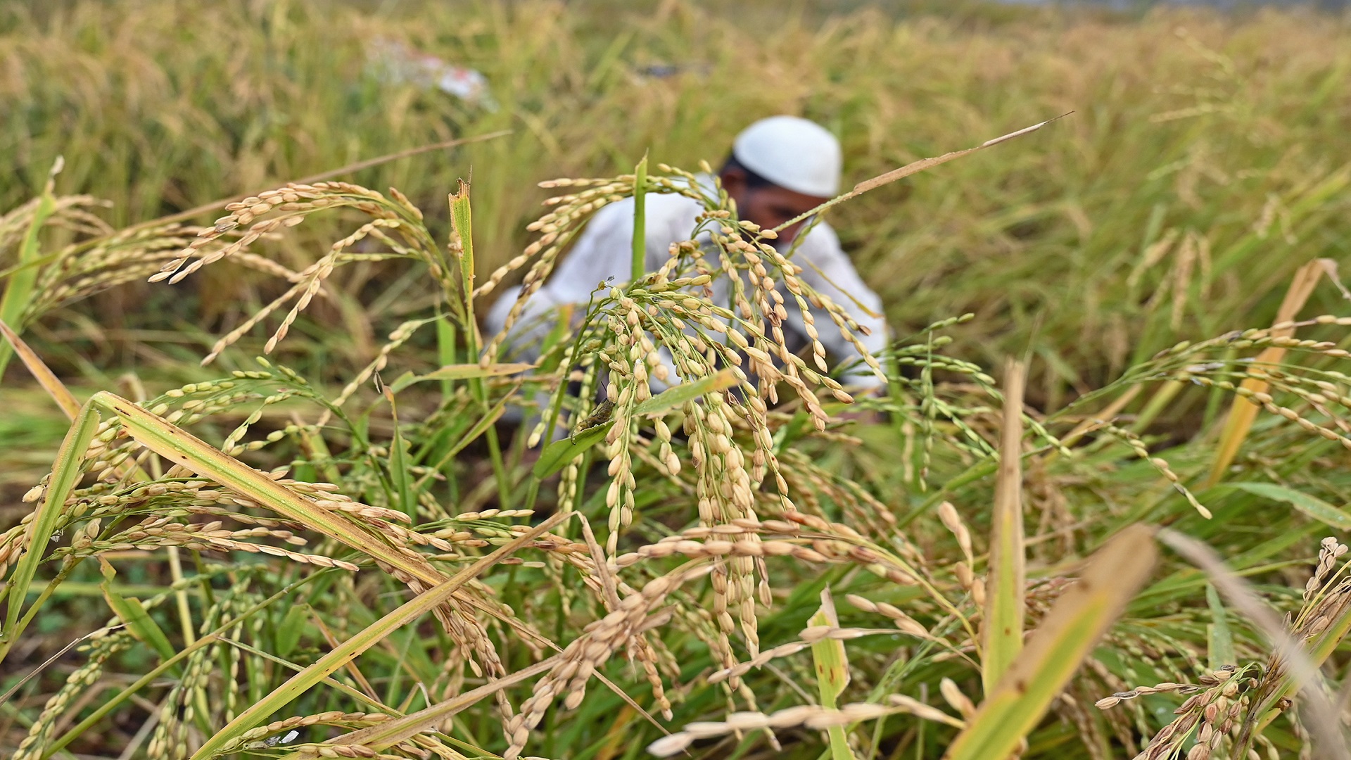 3 أسباب وراء تراجع أسعار الأرز المصري تعر ف إليها