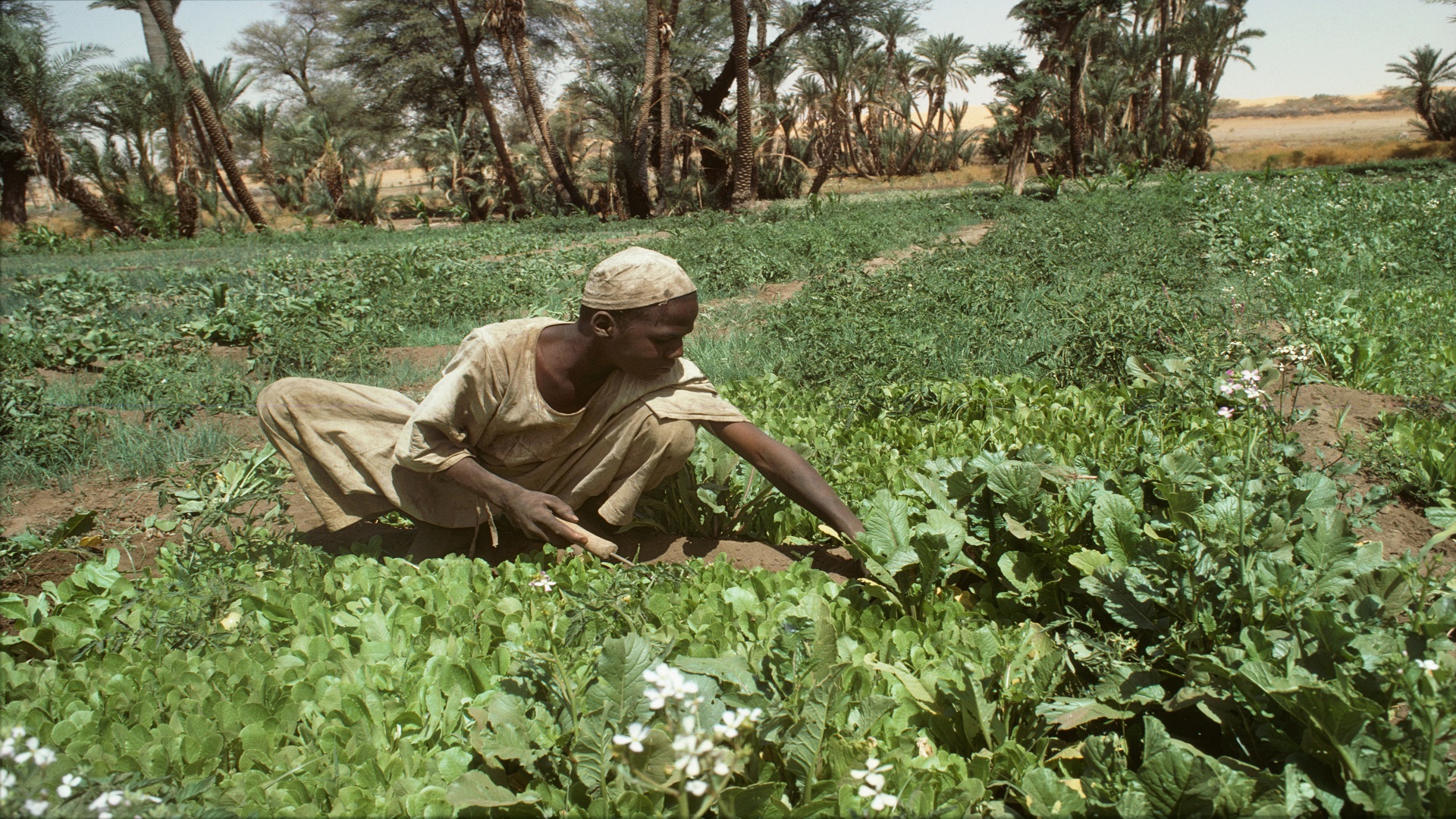 السودان ي هدر الثروة السوداء 80 مليون فدان بانتظار البذور