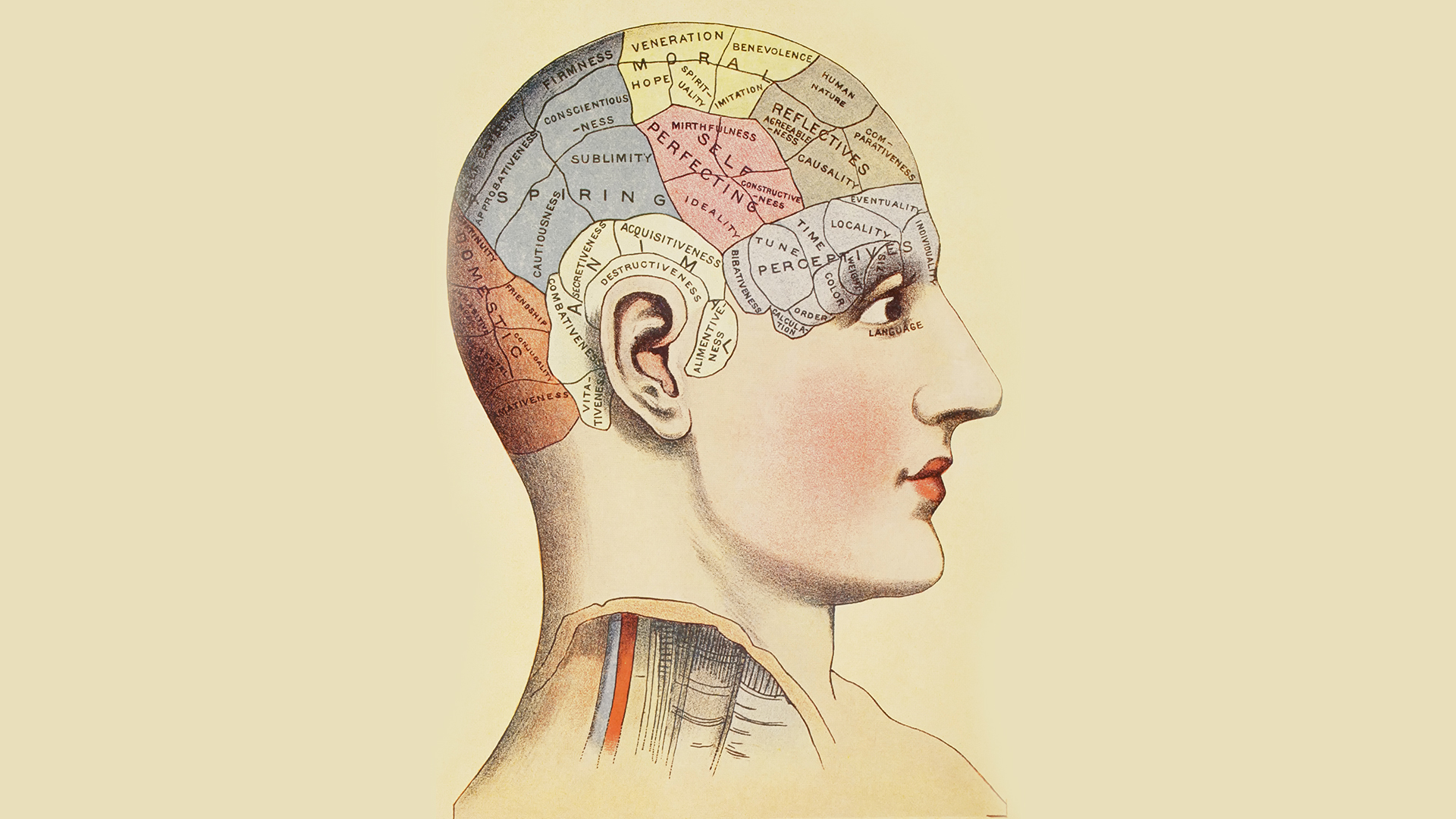 Мозг остановился. Френологическая карта Галля. Мозг и память человека. Мозговая карта. Психические процессы мозга.