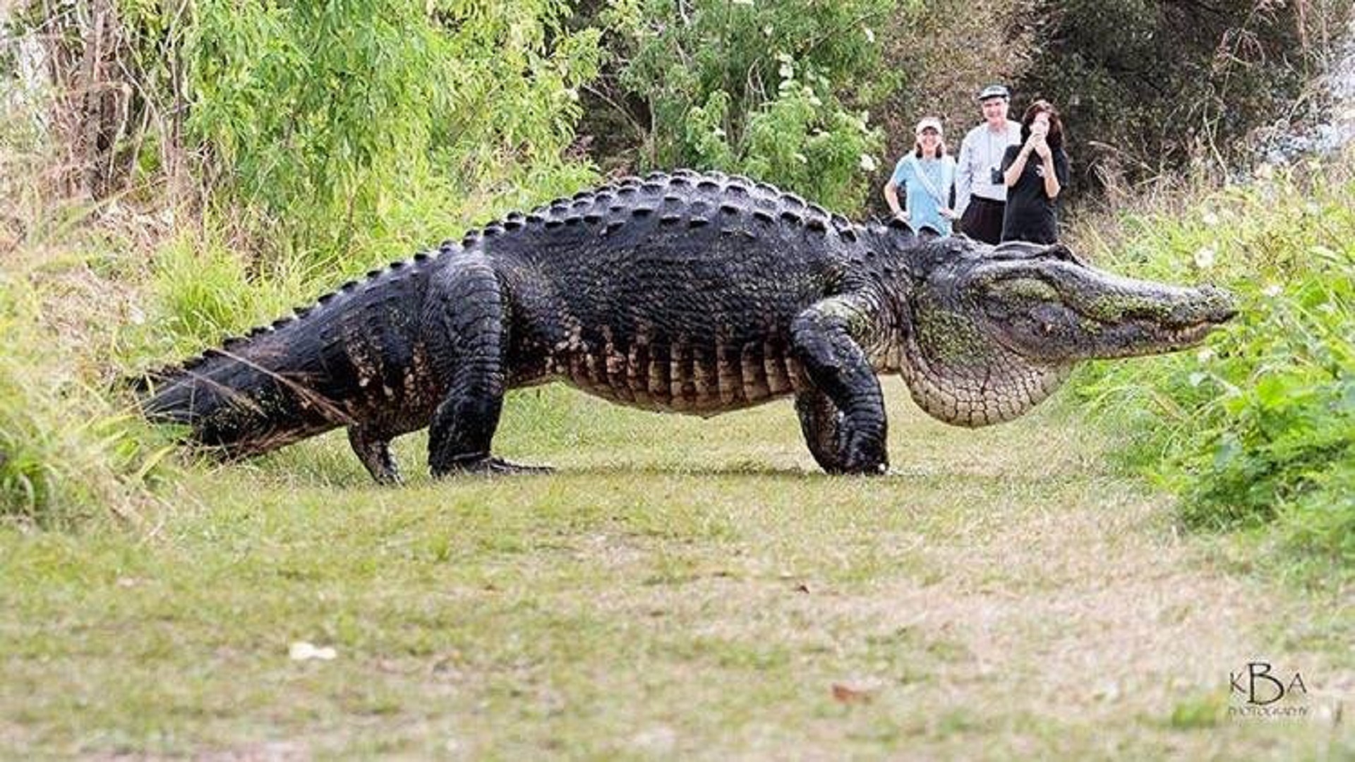 Самый большой аллигатор. Гигантский гребнистый крокодил. Самый большой крокодил в мире аллигатора.