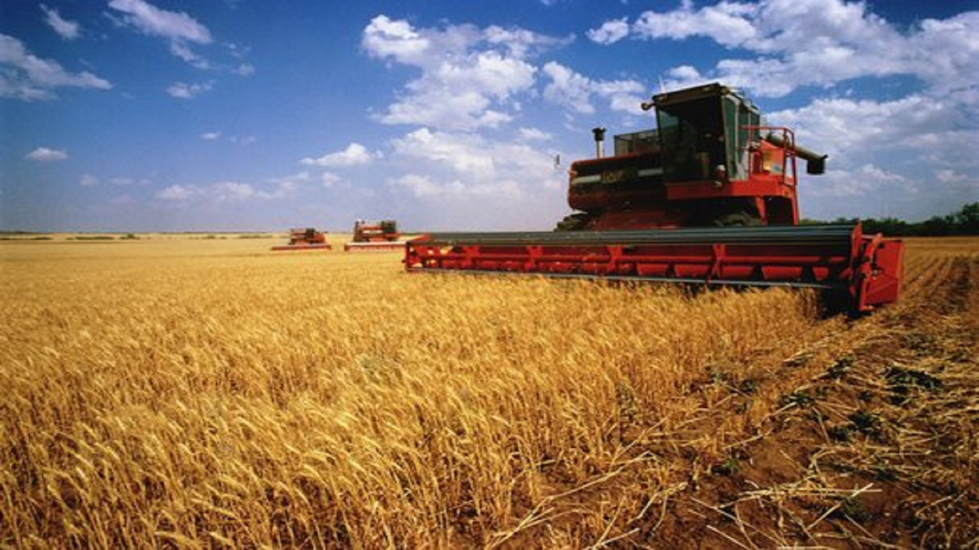 زراعة القمح في السعودية