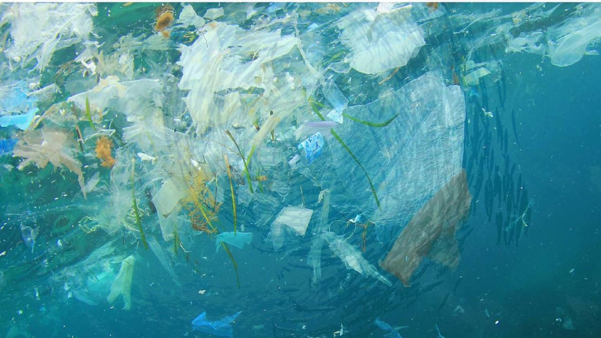 Экологические сообщества мирового океана. Полиэтиленовый пакет в воде. Загрязнение мирового океана. Пластиковые пакеты в океане. Загрязнение морей и океанов.