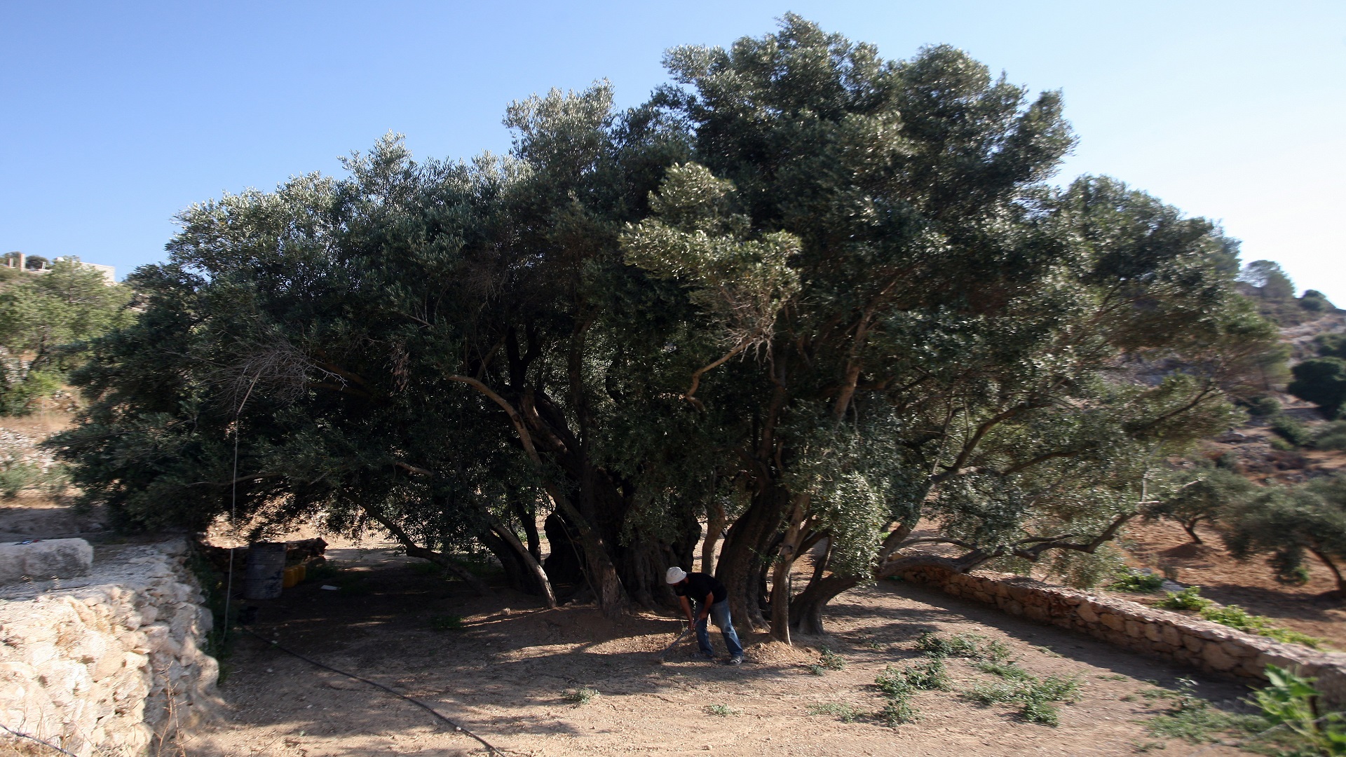 أقدم شجرة زيتون في فلسطين عمرها تجاوز 5000 عام