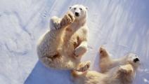 الدببة القطبية (جورج ليب/Getty)