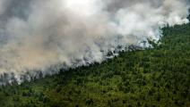 حريق الغابات في لبنان - القسم الثقافي