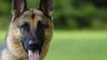 موت أول كلب أصيب بكورونا في أميركا (تويتر)
