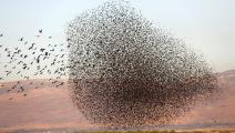طيور مهاجرة فوق الضفة الغربية (فرانس برس)