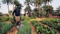 زراعة موريتانيا واحات موريتانيا (Getty)