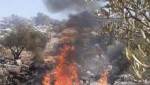 حريق أشعله المستوطنون في أشجار زيتون