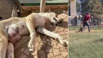 قتل كلبة بالسم - مصر (فيسبوك)