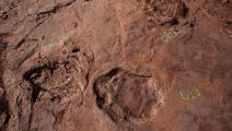 اكتشاف آثار أقدام ديناصورات شرقي الصين (CGTN/تويتر)