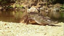  تمساح من نوع مهدد بالانقراض شوهد في محمية تايلاندية- تويتر