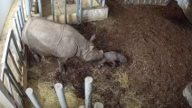 ولادة وحيدة قرن مهددة بالانقراض (يوتيوب)