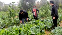 محاصيل خالية من الأسمدة الكيميائية في غزة (عبد الحكيم أبورياش)