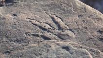 طفلة بريطانية تعثر على بصمة ديناصور عمره 220 مليون سنة- تويتر