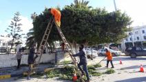 تشذيب شجرة في طرابلس (محمود تركية/ فرانس برس)