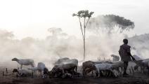 أغنام في جنوب السودان- Getty
