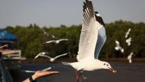 كثير من الأخطار تحدق بالطيور حول العالم (جاك تيلور/فرانس برس)