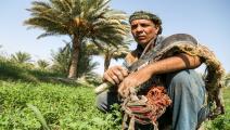 الزراعة في العراق/ فرانس برس