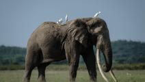 فيل في كينيا (ياسويوشي تشيبا/ فرانس برس)