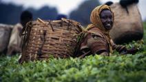 إحدى مزارع الشاي في كينيا (دياغوستيني/ Getty)
