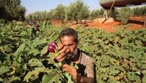 مزارع الخضر السورية ستكون أكبر متضرر  من الرسوم الأردنية