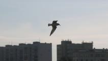 طائر في قازان (ييغور آلييف/ Getty)