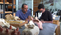 حوت برمائي عاش في مصر قبل 43 مليون عام- يوتيوب