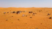 صحراء النفود (رانيا سنجار/ فرانس برس)