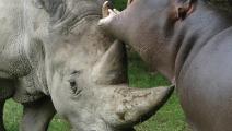 وحيد القرن توبي (ماتيو فليبي/ فيسبوك)