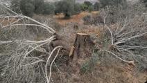 دمر المستوطنون عشرات أشجار الزيتون في الأراضي الفلسطينية (فيسبوك)