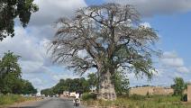 شجرة تبلدي في بوركينا فاسو (إيسوف سانوغو/ فرانس برس)