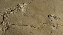 اكتشاف آثار أقدام ما قبل البشر عمرها 6 ملايين عام- تويتر