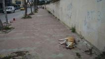 كلب نافق في تونس (الشاذلي بن إبراهيم/ Getty)