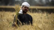 An Egyptian farmer harvests wheat in Saqiyat al-Manqadi village in the northern Nile Delta province of Menoufia in Egypt, on May 1, 2019. (Photo by Mohamed el-Shahed / AFP) (Photo credit should read MOHAMED EL-SHAHED/AFP via Getty Images)