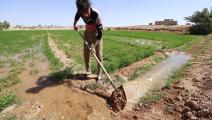 الزراعة التقليدية تساهم في هدر المياه (أحمد الربيعي/ فرانس برس)