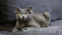 قطة تركية بأربع آذان نجمة على الإنترنت تويتر